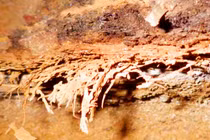 Tấm “nệm cỏ” 200.000 năm hé lộ thói quen người tiền sử