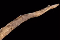 Vũ khí săn bắt 300.000 năm tuổi khiến giới khoa học sửng sốt