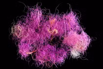 Vải tím hoàng gia 3.000 năm tuổi khiến giới khảo cổ sửng sốt