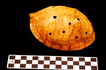 Hé lộ nhạc cụ làm từ mai rùa của người Mỹ cổ xưa