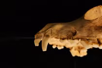 Giải mã nghi lễ hiến tế ít nhất 140 con chó thời La Mã 