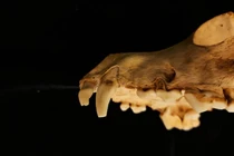 Giải mã nghi lễ hiến tế ít nhất 140 con chó thời La Mã 