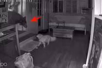 Chú chó già dũng cảm đối đầu "quái thú" khổng lồ bảo vệ chủ