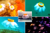 Chiêm ngưỡng sứa robot di chuyển nhẹ nhàng trong đại dương 