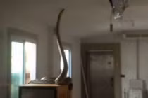 Trăn khổng lồ 5 mét đột nhập vào nhà săn mồi khiến người dân 'đứng hình'