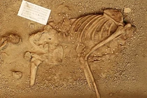 Hài cốt 7.000 năm tuổi khoác trang phục vỏ sò, răng hươu đỏ