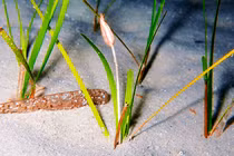 Cận cảnh loài cây có hoa duy nhất dưới đáy đại dương 