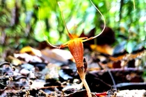 Loài cây độc lạ nở hoa như đèn lồng, thế giới chỉ có 5 cây