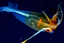 Lần đầu lộ diện mực thủy tinh kỳ ảo dưới biển Nam Cực 