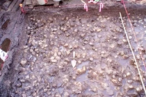 Vén màn bí ẩn vườn khoai tây ngập nước 3.800 năm tuổi 