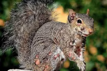 Sóc "thây ma" đầy mụn mủ gieo rắc nỗi sợ hãi khắp Bắc Mỹ