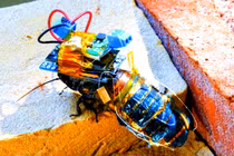 Gián có thể tiến hóa nhờ vào công nghệ robot sinh học