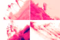 Chi tiết độ nét cao về mưa vành nhật hoa Mặt trời hồng 