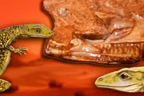 Sự thật gây sốc về thằn lằn già nhất thế giới 205 triệu năm