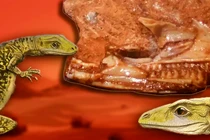 Sự thật về thằn lằn 205 triệu năm tuổi già nhất thế giới