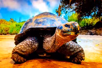 Hé lộ loài rùa nước ngọt to như xuồng độc mộc ở Amazon