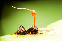 Nấm ký sinh trong hổ phách 99 triệu năm tuổi 