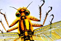 Chuồn chuồn khổng lồ từng bá chủ Trái Đất, cao thủ săn mồi 