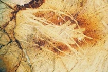 Phát hiện 65 'bàn tay' bí ẩn trên đá 27.000 năm tuổi