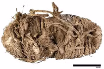 Ngỡ ngàng chiếc dép 650 năm tuổi trong tổ kền kền hang động