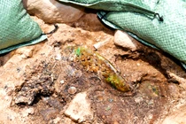 Công dụng kỳ lạ của đôi giày đồng mạ vàng trong ngôi mộ cổ 