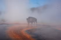 Bò rừng bị luộc chết tại suối nước nóng Yellowstone gây sốc