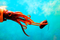 40 loài mực cổ hiếm lúc nhúc trong phiến đá 100 triệu tuổi