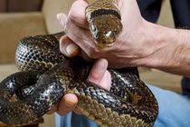 Tự tiêm nọc rắn 856 lần, chuyên gia tìm được thứ "cực độc"