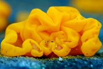 Sự thật bất ngờ về "khối não vàng" bí ẩn bung xòe trên cây 