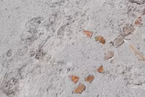 Khai quật bàn cờ Patolli bí ẩn hé lộ truyền thống chơi game Maya