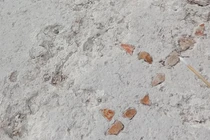 Khai quật bàn cờ Patolli bí ẩn hé lộ truyền thống chơi game Maya