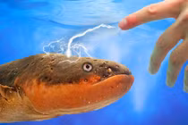 Trình làng loại pin độc đáo lấy cảm hứng từ cá chình điện 