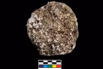 Bằng chứng nghề nuôi ong của người Maya?