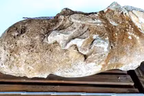 Bất ngờ tượng cưỡi ngựa La Mã cổ lộ diện sau hàng thế kỷ