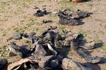 Hàng trăm đôi giày da cổ đại trôi dạt vào bãi biển Anh