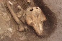 Kinh ngạc hài cốt cá heo trong ngôi mộ cổ 