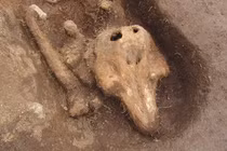 Kinh ngạc hài cốt cá heo trong ngôi mộ cổ 