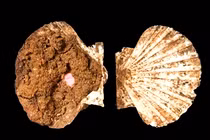 Sửng sốt hộp trang điểm La Mã cổ đại chế tác từ vỏ sò điệp