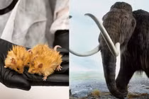 Xôn xao chuột len biến đổi gen có điểm hệt voi ma mút 