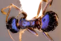  Độc lạ loài kiến xanh ánh kim lần đầu được tìm thấy ở Ấn Độ