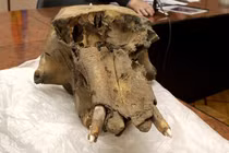 Hộp sọ voi ma mút chứa vật lạ lùng gây sốc giới khảo cổ