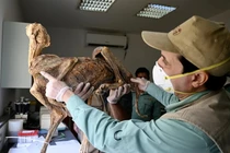 7 xác ướp báo săn nguyên vẹn trong hang động gây sốc giới khảo cổ