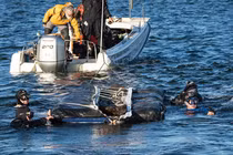 Tìm thấy 16 thuyền độc mộc 5.200 năm, cổ hơn kim tự tháp