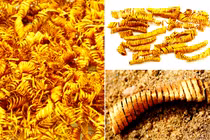 2.000 vòng xoắn vàng kỳ quái phát lộ, chuyên gia bối rối