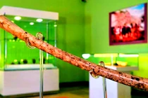 Phát hiện cây sáo xương cổ 8.000 năm khiến giới khảo cổ chấn động
