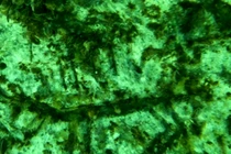 Soi chi tiết tác phẩm chạm khắc trên đá 12.000 năm dưới đập nước 