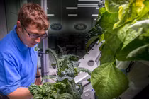 Trồng đậu gà thành công trên đất Mặt trăng mô phỏng