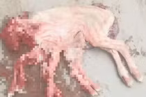 Tận mục con cừu tám chân kỳ dị 