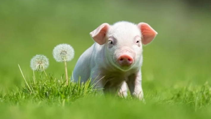 Con giáp này không có quá nhiều lo lắng và áp lực trong cuộc sống. Họ sống một cuộc sống thoải mái và hạnh phúc mỗi ngày. (Theo Sina) * Thông tin trong bài mang tính tham khảo, chiêm nghiệm.