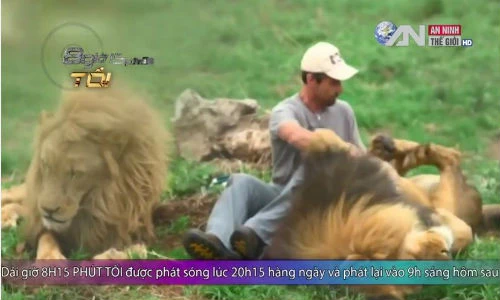 Rùng mình cảnh “thì thầm” với sư tử châu Phi